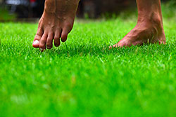 Lawns & Artificial Turf